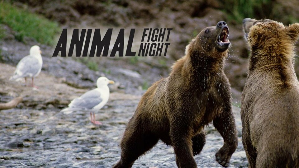 Animal Fight Night - Nat Geo Wild