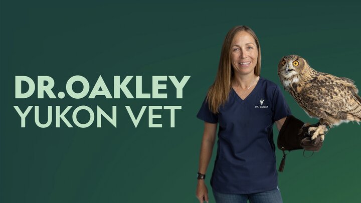 Dr. Oakley, Yukon Vet - Nat Geo Wild Reality Series - Where To Watch