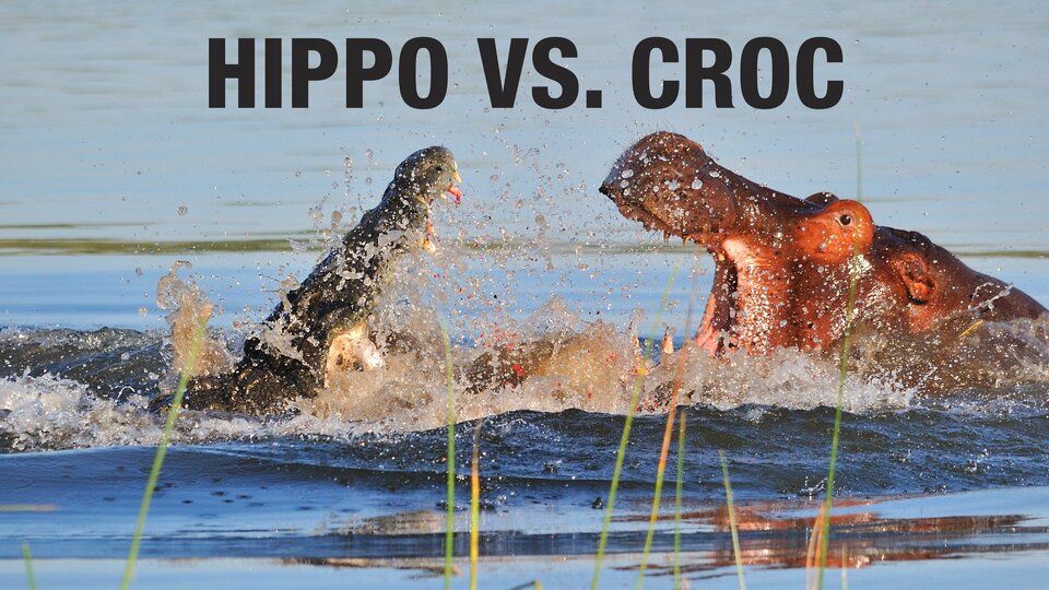 Hippo vs Croc - 