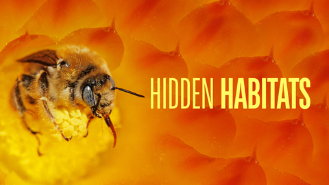Hidden Habitats