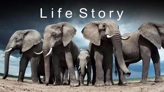 Life Story key art