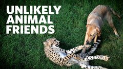 Unlikely Animal Friends - Nat Geo Wild