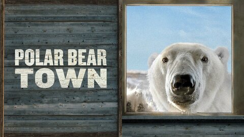 Polar Bear Town