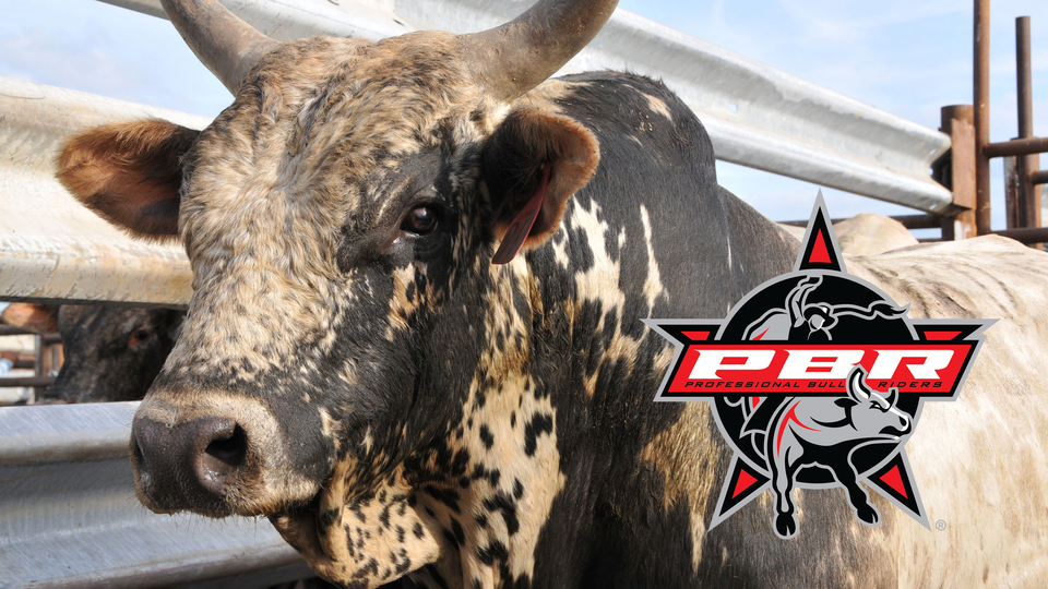 PBR Bull Riding - 