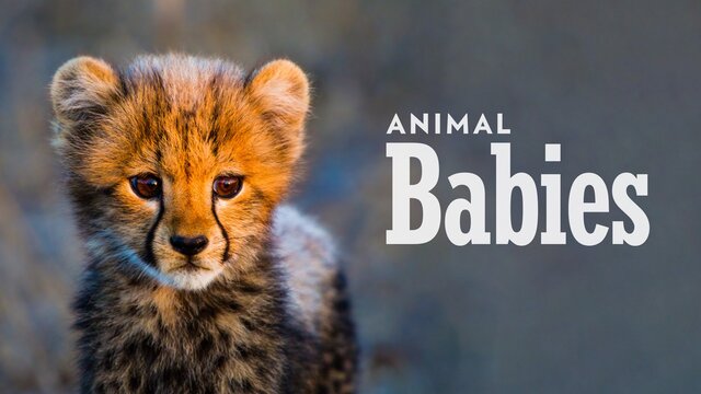 Animal Babies key art