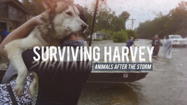 Surviving Harvey: Animals After the Storm key art