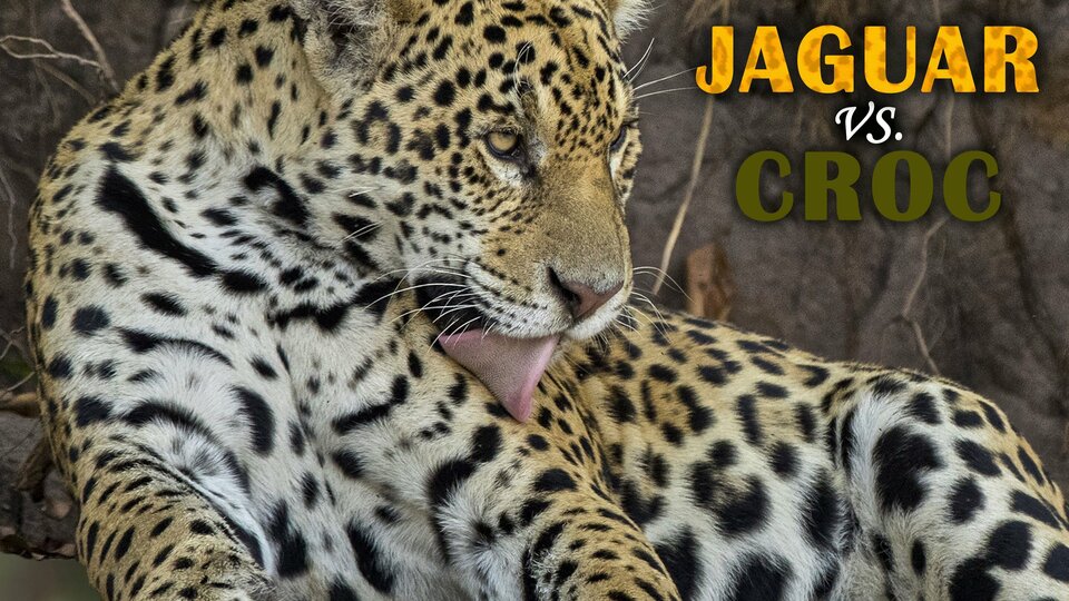 Jaguar vs. Croc - Nat Geo