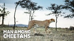 Man Among Cheetahs - Nat Geo Wild