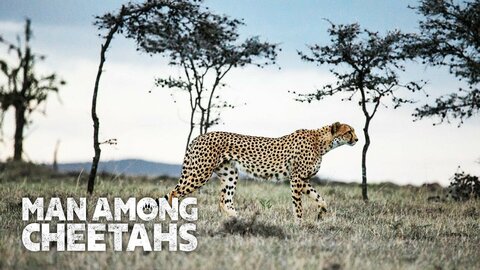 Man Among Cheetahs