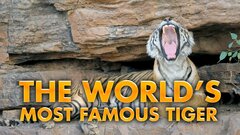 The World's Most Famous Tiger - Nat Geo Wild