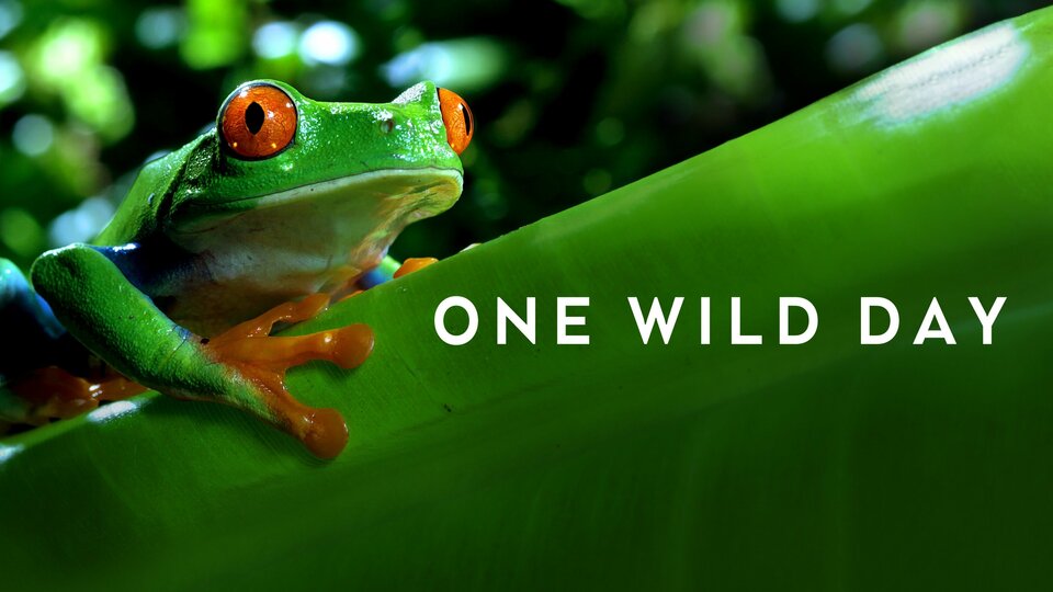 One Wild Day - BBC America