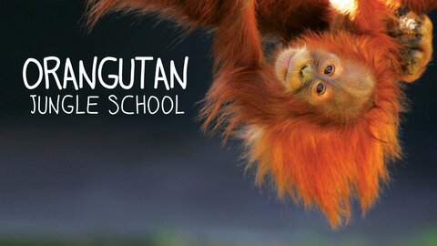 Orangutan Jungle School