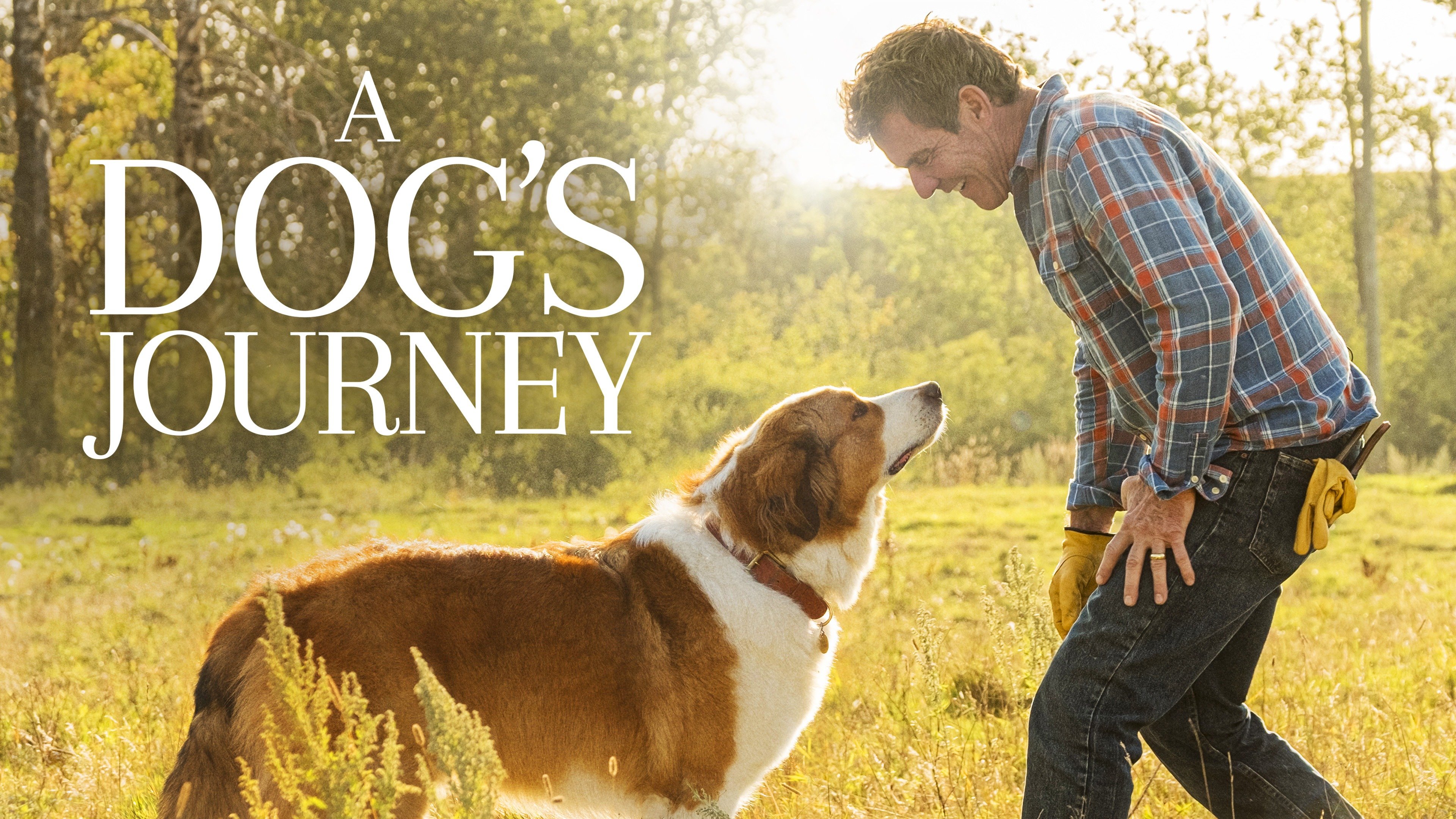 A Dog's Journey - Movie - Where To Watch