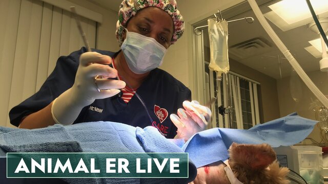 Animal ER Live key art