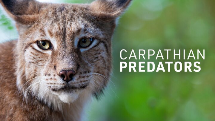Carpathian Predators Smithsonian Channel Miniseries Where To Watch