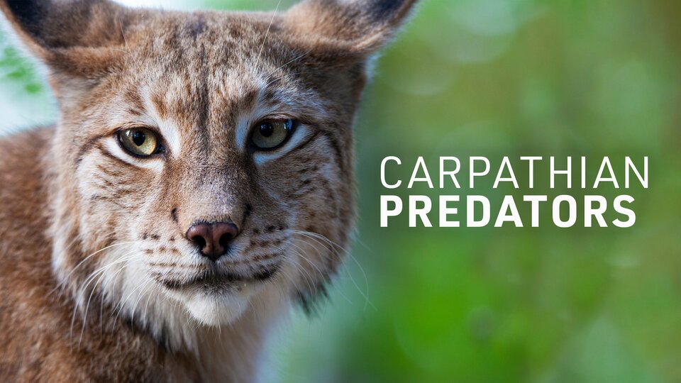 Carpathian Predators - Smithsonian Channel
