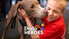 Dodo Heroes - Animal Planet