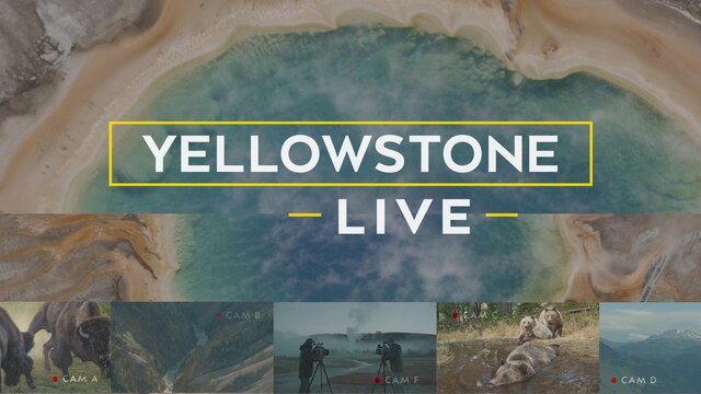 Yellowstone Live key art