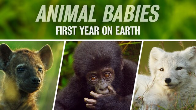 Animal Babies: First Year on Earth key art