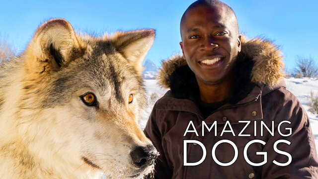 Amazing Dogs key art