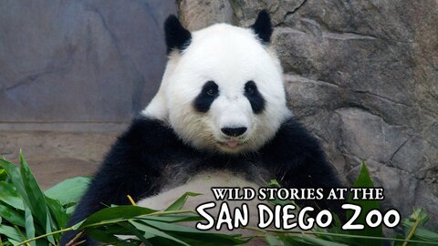 Wild Stories at the San Diego Zoo