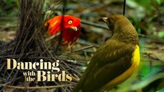 Dancing With the Birds - Netflix