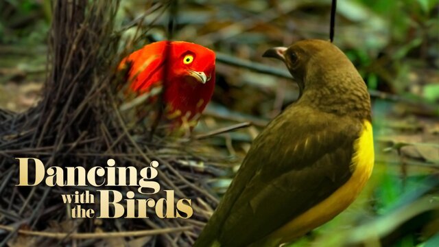 Dancing With the Birds key art