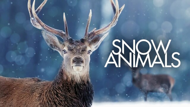 Snow Animals key art