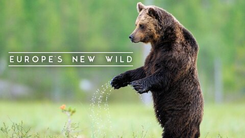 Europe's New Wild