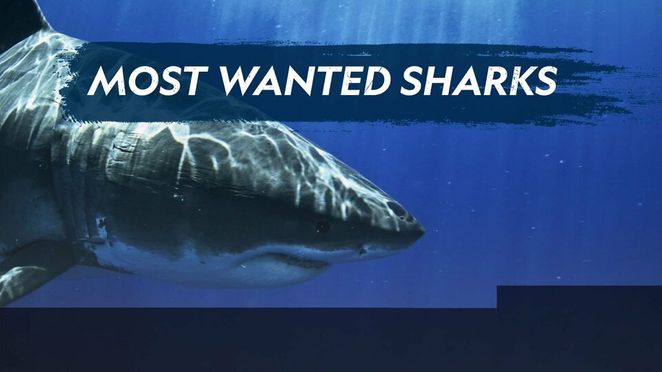 Most Wanted Sharks - Nat Geo Wild