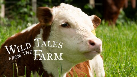 Wild Tales From the Farm