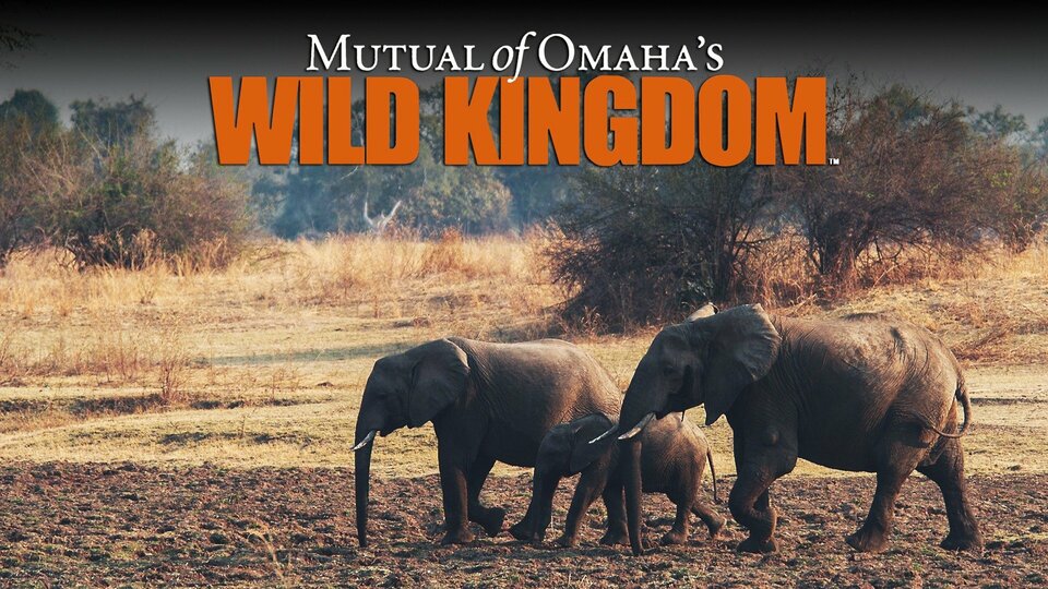 Wild Kingdom - Animal Planet
