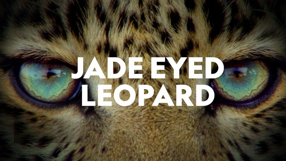 Jade Eyed Leopard - Nat Geo Wild