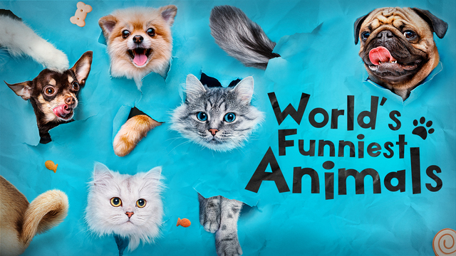 World's Funniest Animals key art