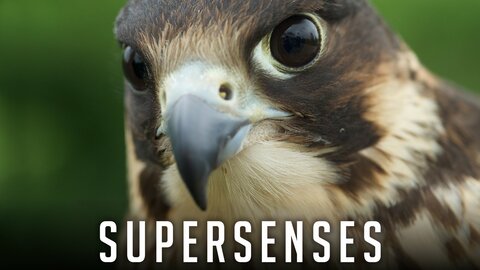 Supersenses