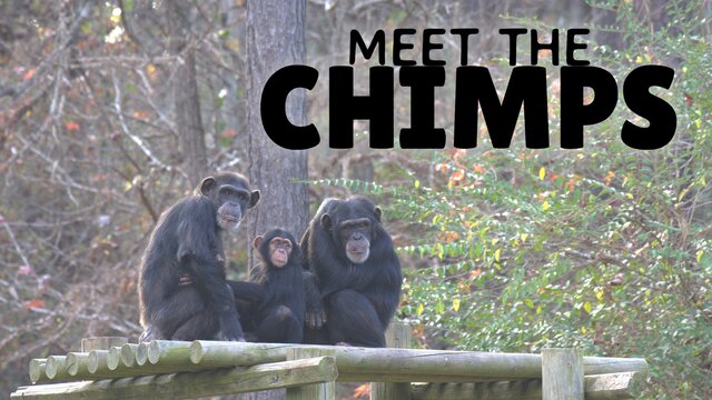 Meet the Chimps key art