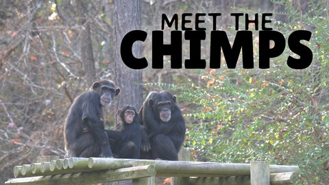 Meet the Chimps