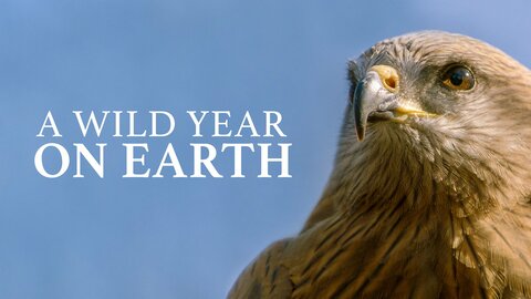 A Wild Year on Earth