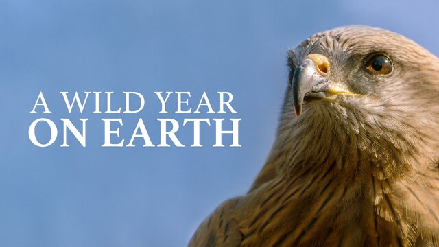 A Wild Year on Earth key art