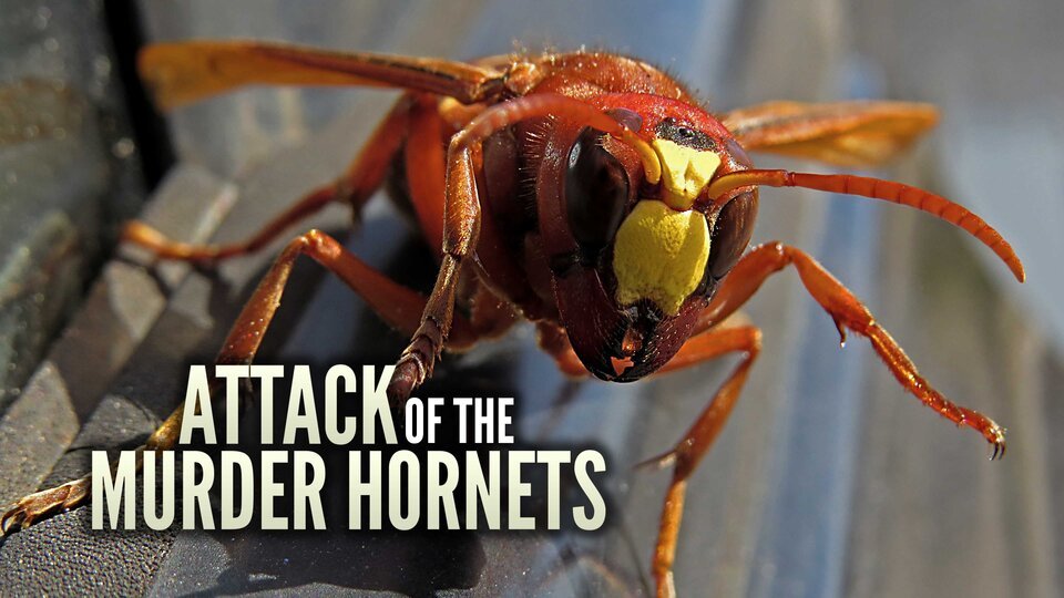 Attack Of The Murder Hornets - Discovery+ Documentary