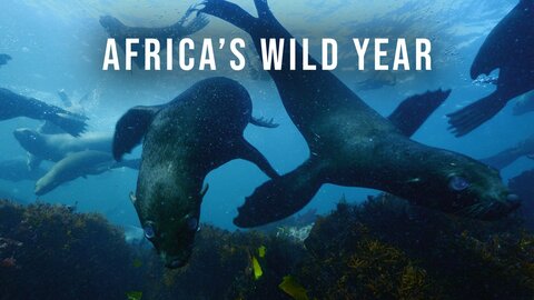 Africa's Wild Year