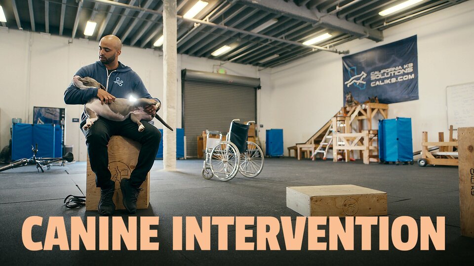 Canine Intervention - Netflix