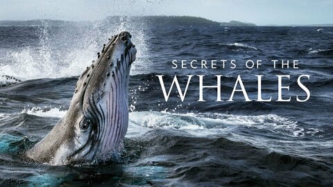 Secrets of the Whales