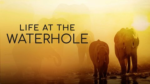 Life at the Waterhole