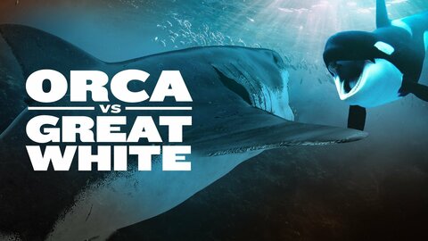 Orca vs. Great White