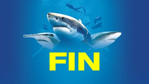 Fin