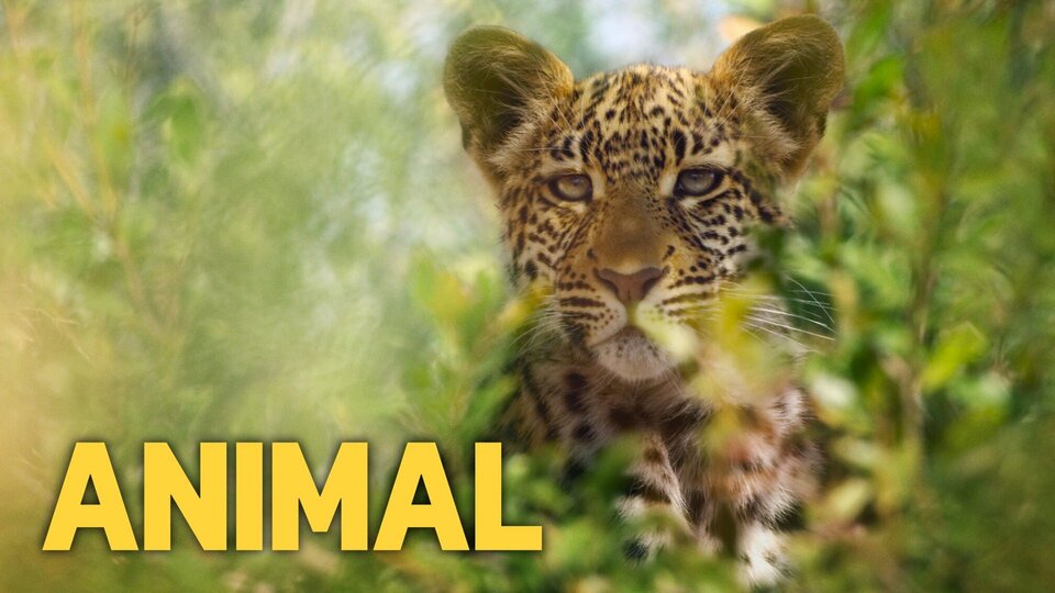 Animal (2021) - Netflix