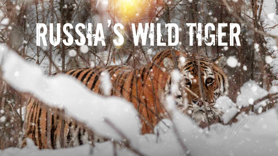 Russia's Wild Tiger - Nat Geo Wild