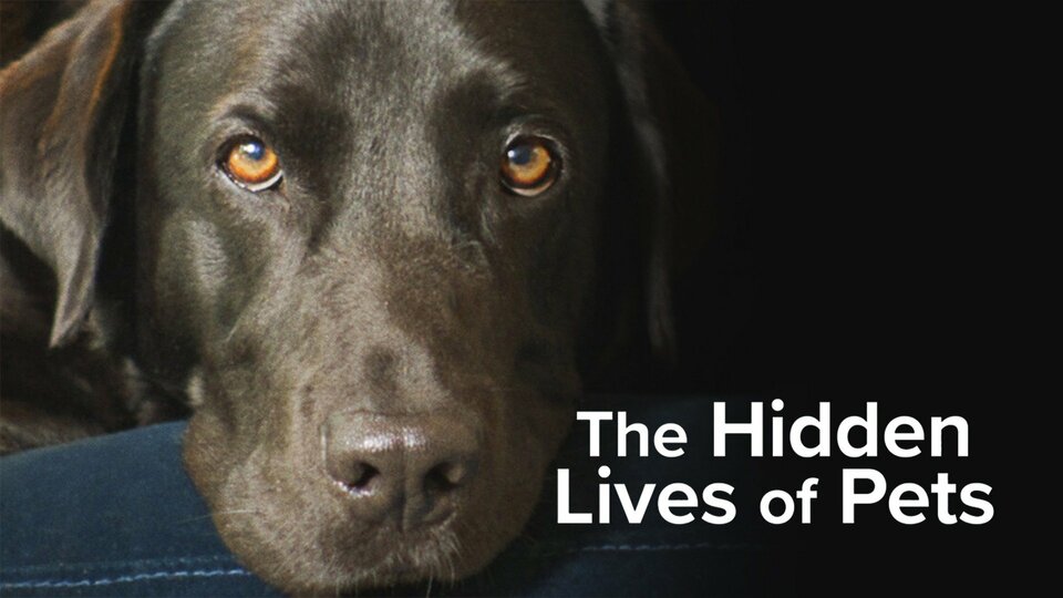 The Hidden Lives of Pets - Netflix