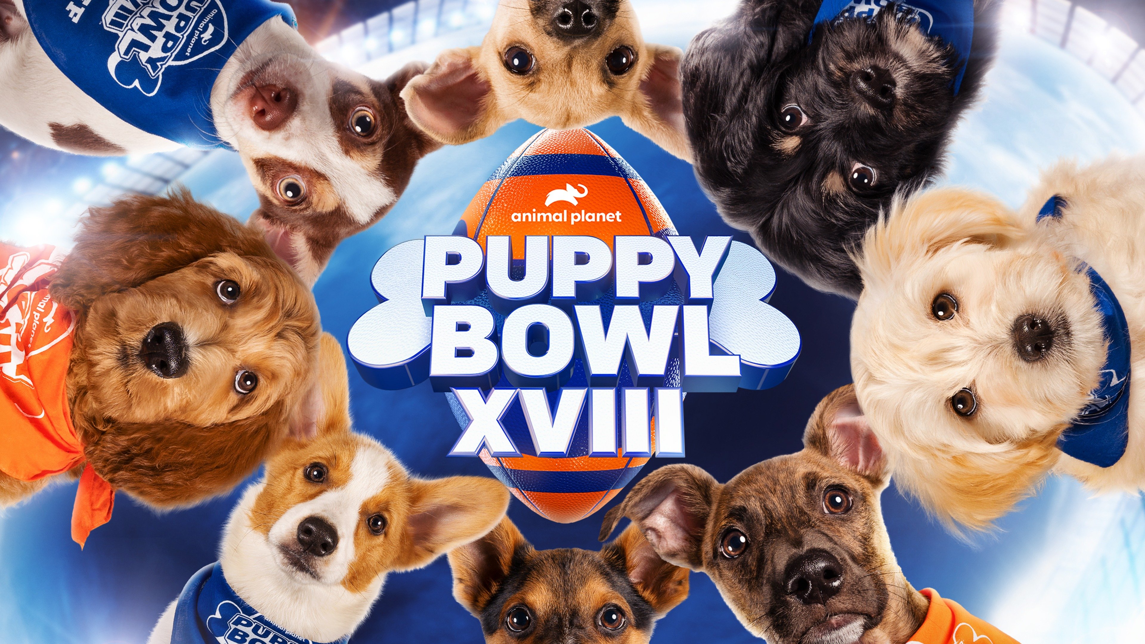 animal planet com puppy bowl